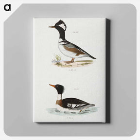 アートパネル-Hooded Sheldrake (Mergus cucullatus)  Red-breasted Sheldrake (Merganser serrator) - ニューヨークの動物学 Canvas.
