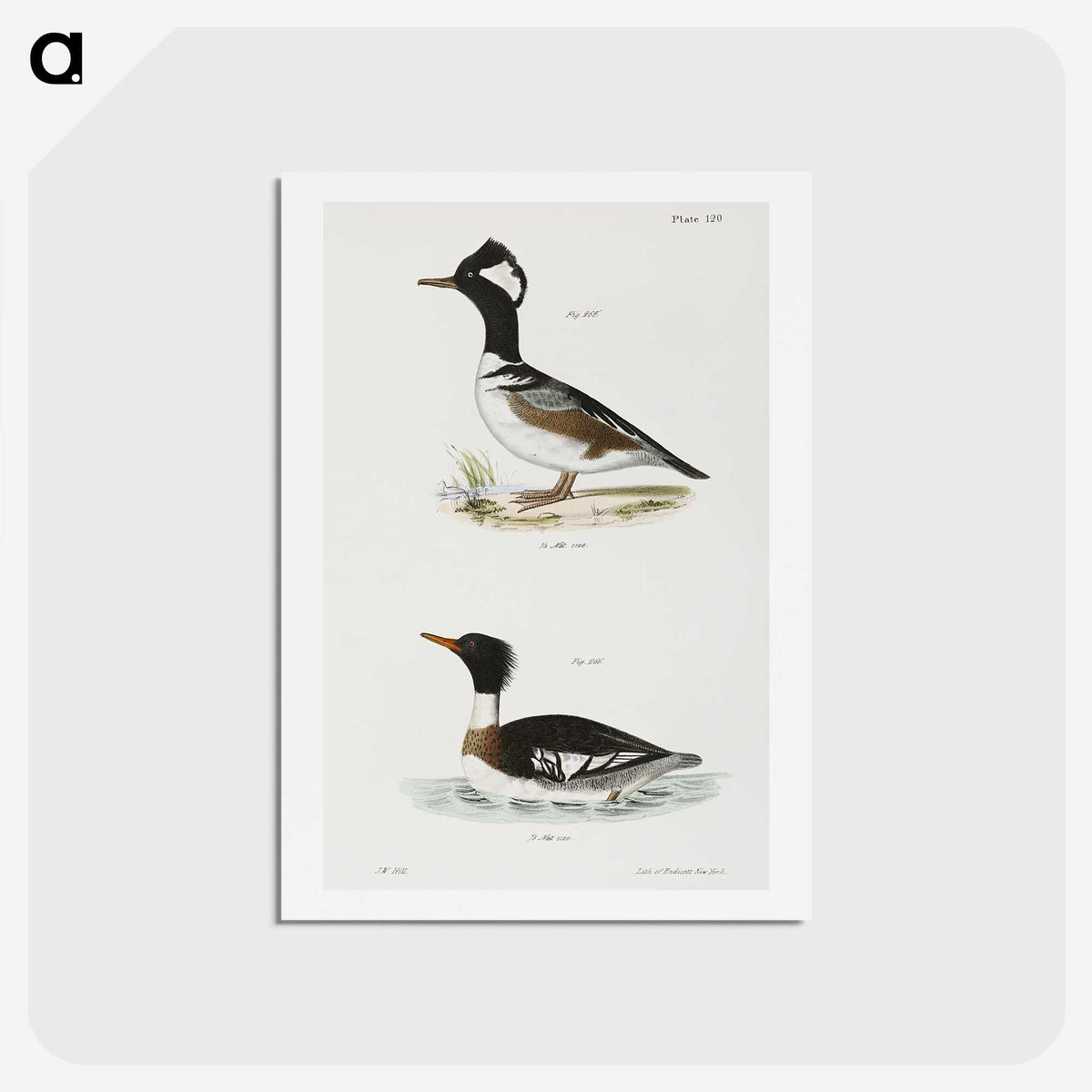2-22_Zoology-of-New-York_hagaki