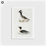 2-22_Zoology-of-New-York_hagaki