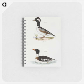 アートメモ帳-Hooded Sheldrake (Mergus cucullatus)  Red-breasted Sheldrake (Merganser serrator) - ニューヨークの動物学 Memo.
