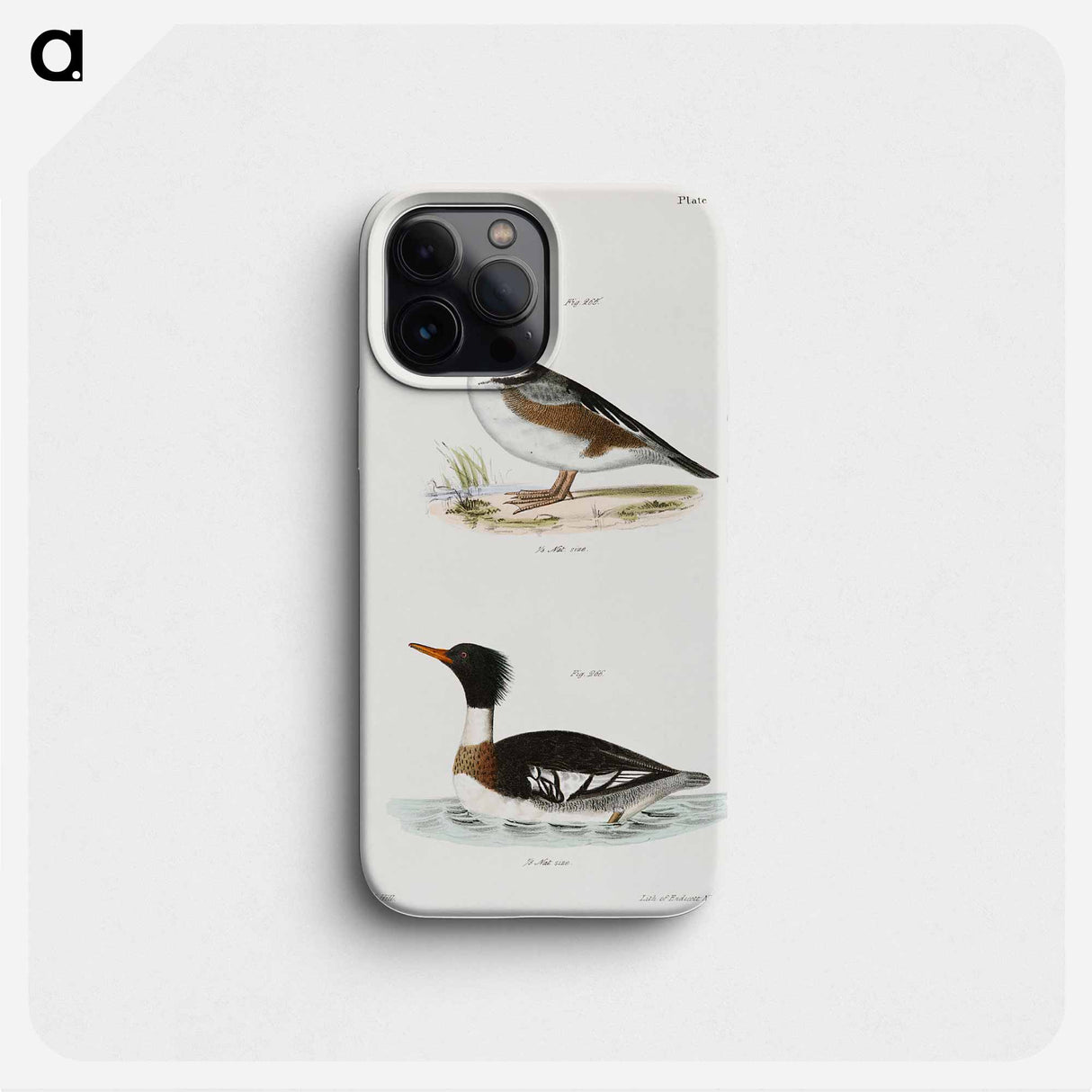 Hooded Sheldrake (Mergus cucullatus)  Red-breasted Sheldrake (Merganser serrator) - ニューヨークの動物学 Phone Case.