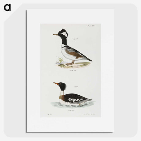 2-22_Zoology-of-New-York_picture