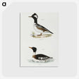 2-22_Zoology-of-New-York_postcard