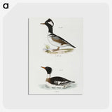2-22_Zoology-of-New-York_postcard