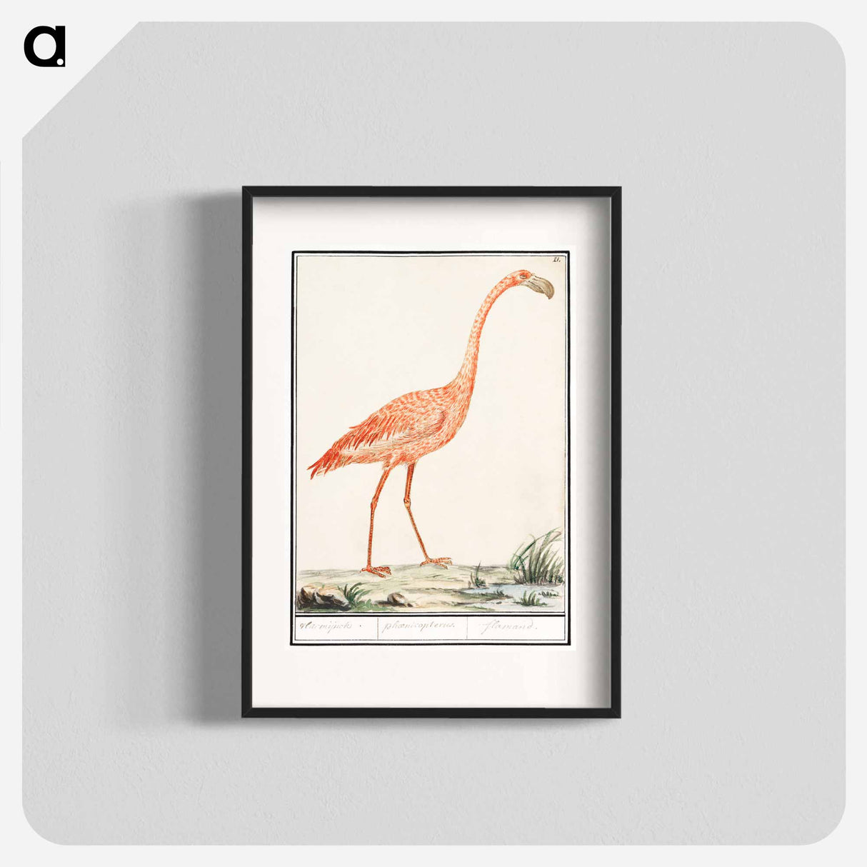 Common flamingo - アンセルムス ボエティウス デ ブート Poster.