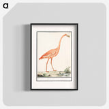 Common flamingo - アンセルムス ボエティウス デ ブート Poster.