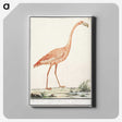 2-23_Anselmus-Boetius-de-Boodt_canvas