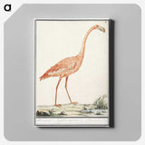 2-23_Anselmus-Boetius-de-Boodt_canvas