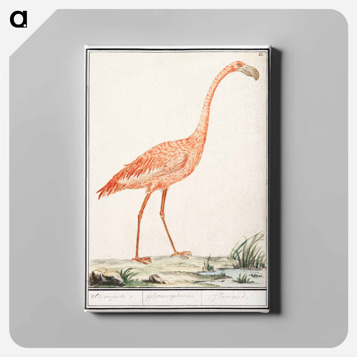 Common flamingo - アンセルムス ボエティウス デ ブート Canvas.