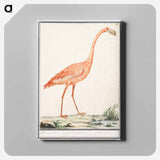 Common flamingo - アンセルムス ボエティウス デ ブート Canvas.