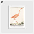 アートポストカード-Common flamingo - アンセルムス ボエティウス デ ブート Postcard.