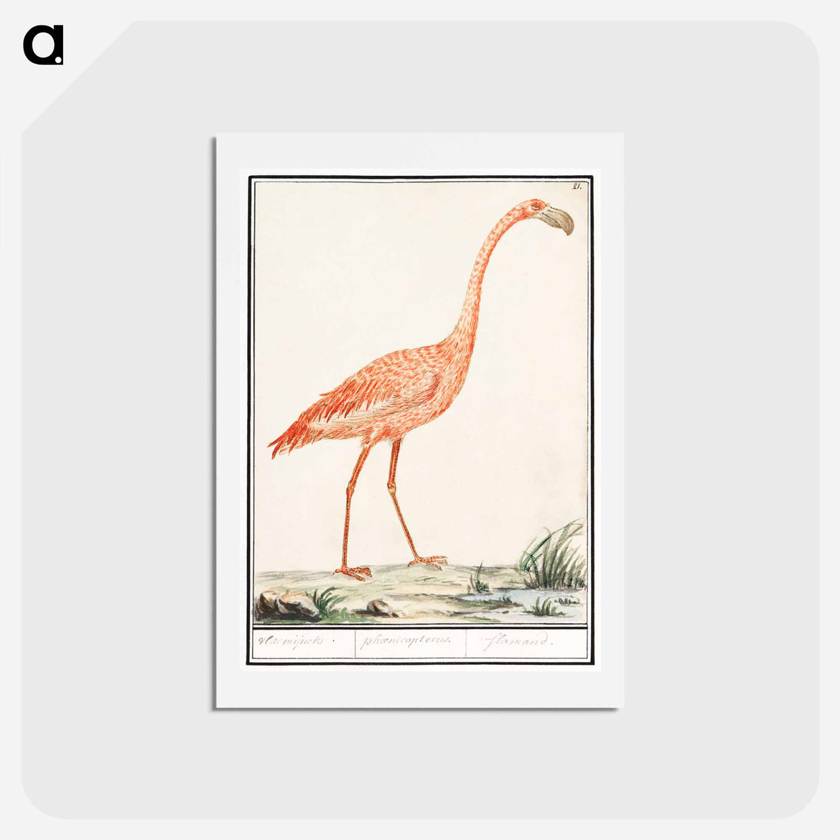 アートポストカード-Common flamingo - アンセルムス ボエティウス デ ブート Postcard.