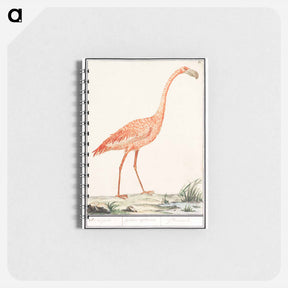 アートメモ帳-Common flamingo - アンセルムス ボエティウス デ ブート Memo.