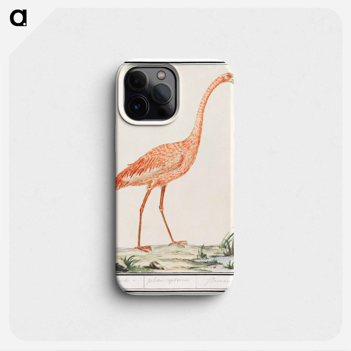 Common flamingo - アンセルムス ボエティウス デ ブート Phone Case.