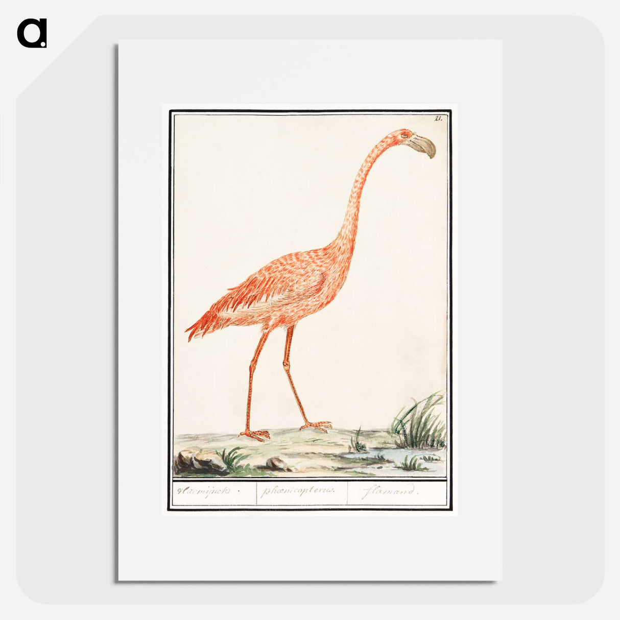 Common flamingo - アンセルムス ボエティウス デ ブート Poster.