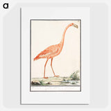 Common flamingo - アンセルムス ボエティウス デ ブート Poster.