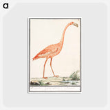 アートポストカード-Common flamingo - アンセルムス ボエティウス デ ブート Postcard.
