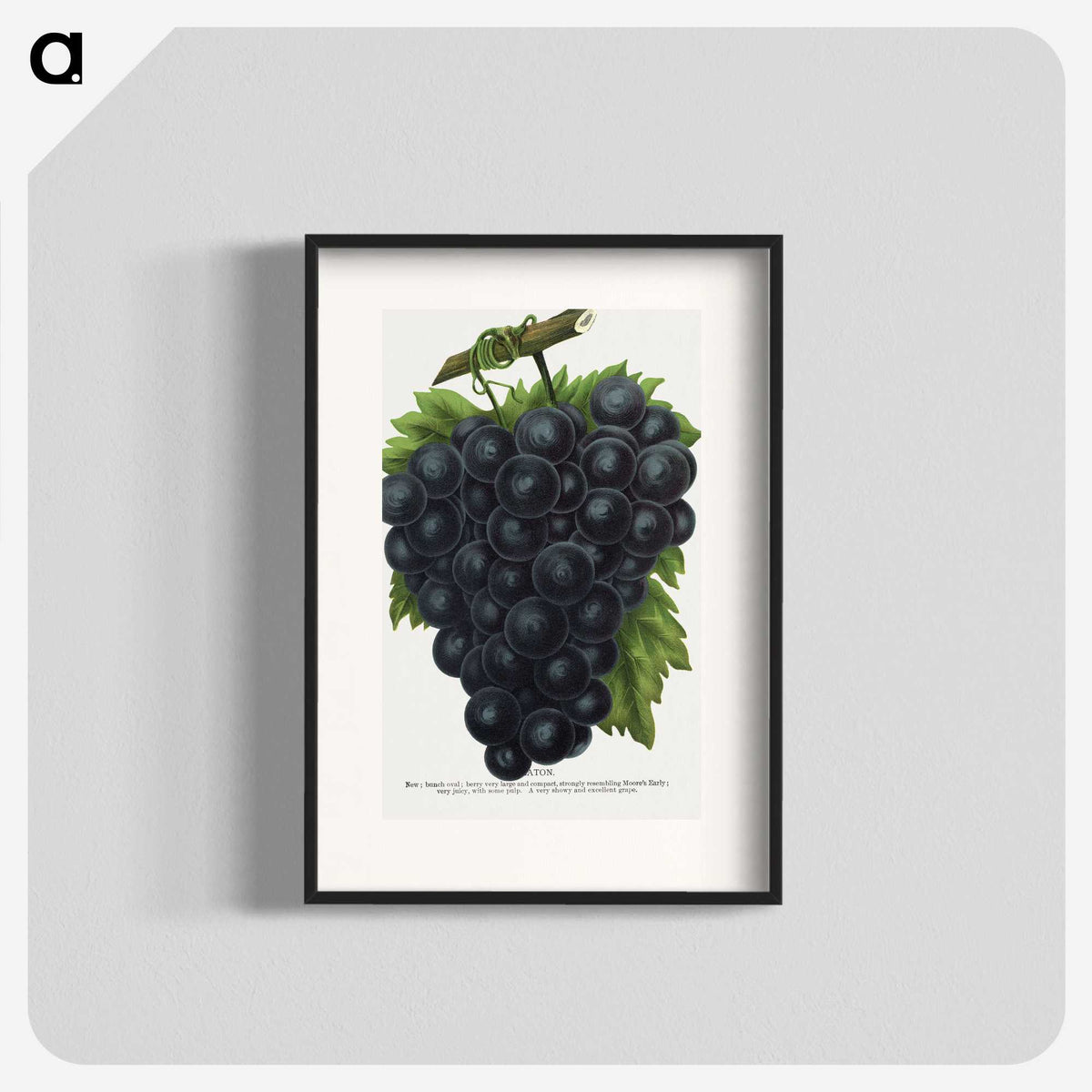 2-23_Botanical-Specimen-Plates_blk
