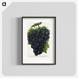 2-23_Botanical-Specimen-Plates_blk