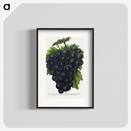 2-23_Botanical-Specimen-Plates_blk