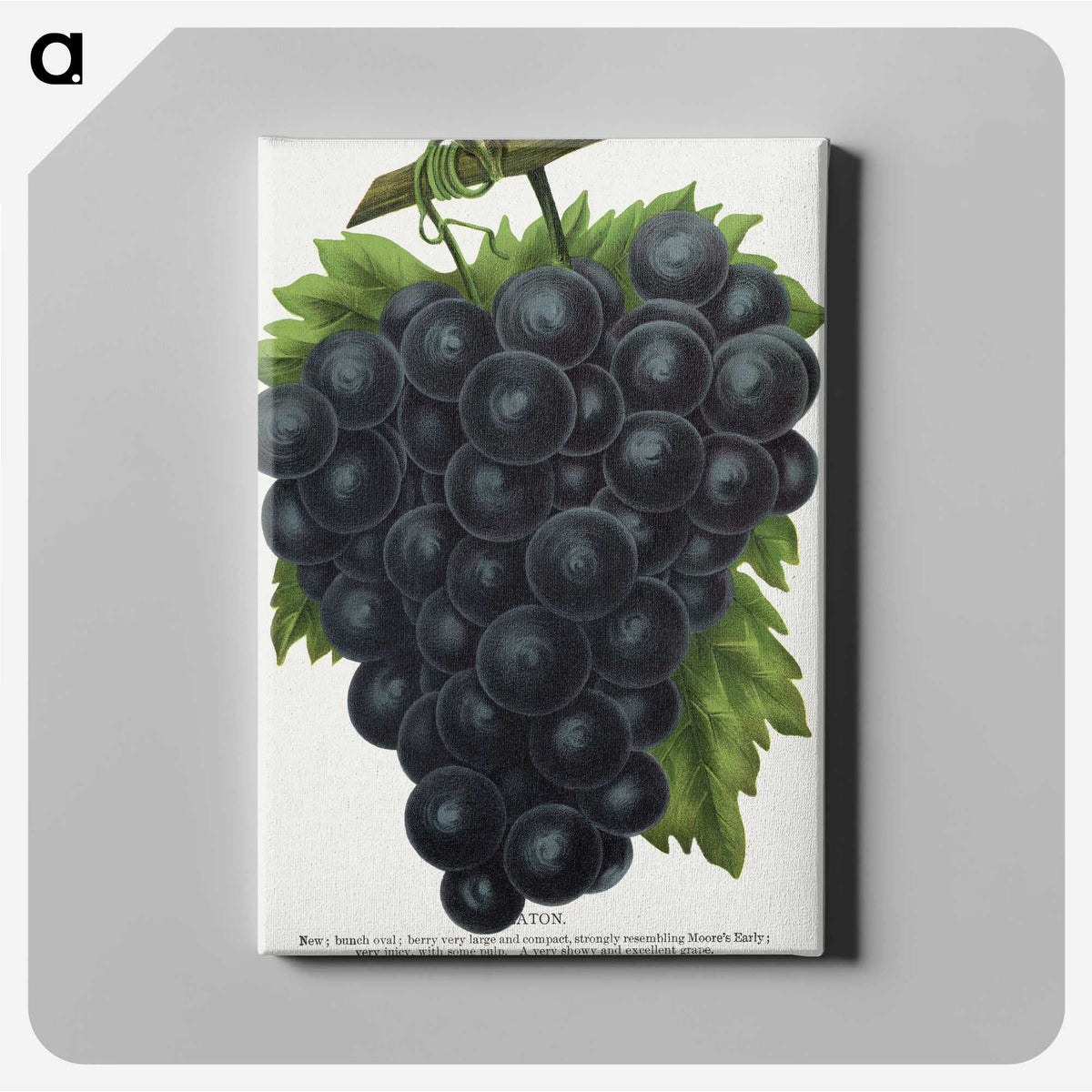 2-23_Botanical-Specimen-Plates_canvas