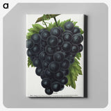 2-23_Botanical-Specimen-Plates_canvas