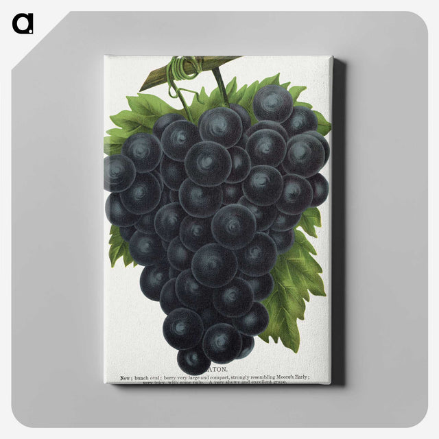 2-23_Botanical-Specimen-Plates_canvas
