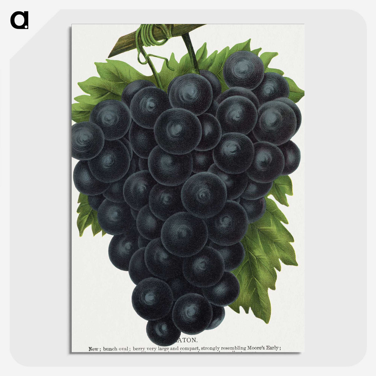 2-23_Botanical-Specimen-Plates_picture-crop