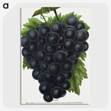 2-23_Botanical-Specimen-Plates_picture-crop