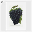 2-23_Botanical-Specimen-Plates_picture