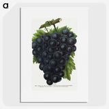2-23_Botanical-Specimen-Plates_picture