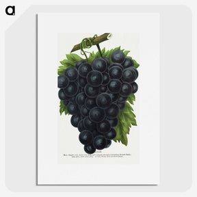 2-23_Botanical-Specimen-Plates_picture