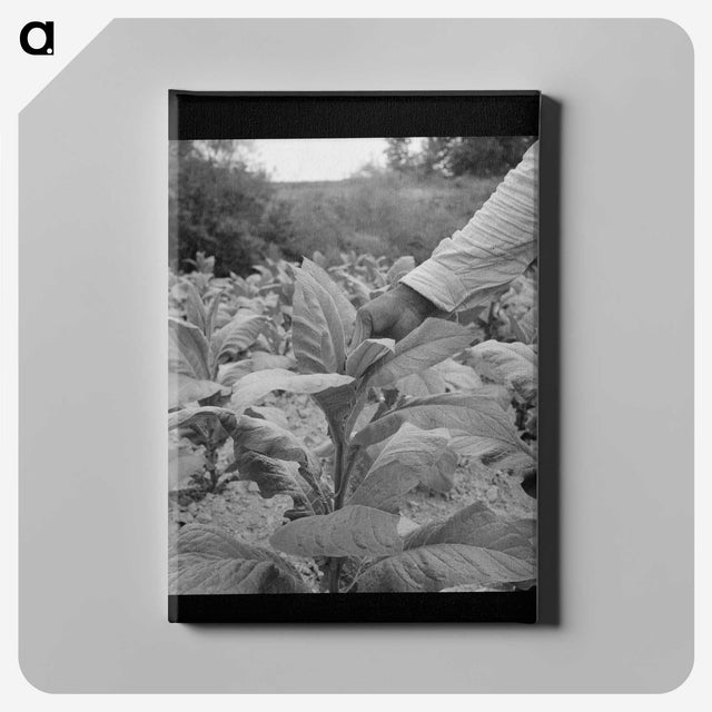 2-23_Dorothea-Lange_canvas