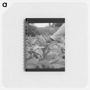 アートメモ帳-tenant topping tobacco - ドロテア ラング Memo.