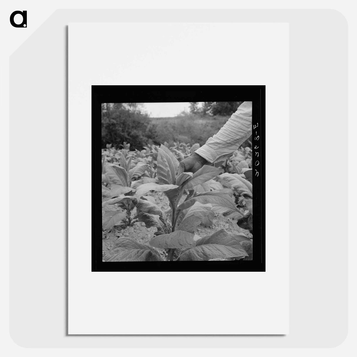 tenant topping tobacco - Dorothea Lange Poster.