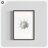 Vintage aquatic snail illustration - エルンスト ヘッケル Poster.