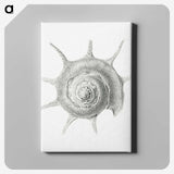 2-23_Ernst-Haeckel_canvas