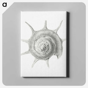 2-23_Ernst-Haeckel_canvas