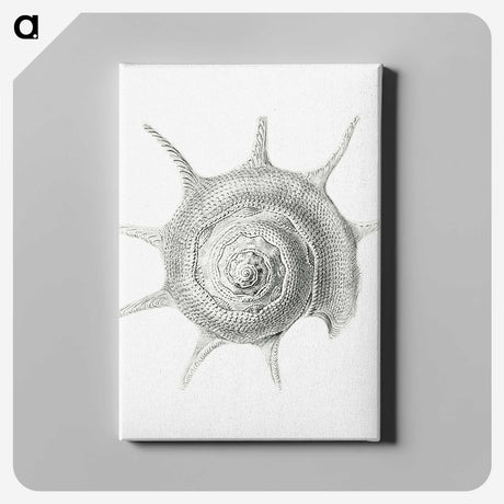 2-23_Ernst-Haeckel_canvas