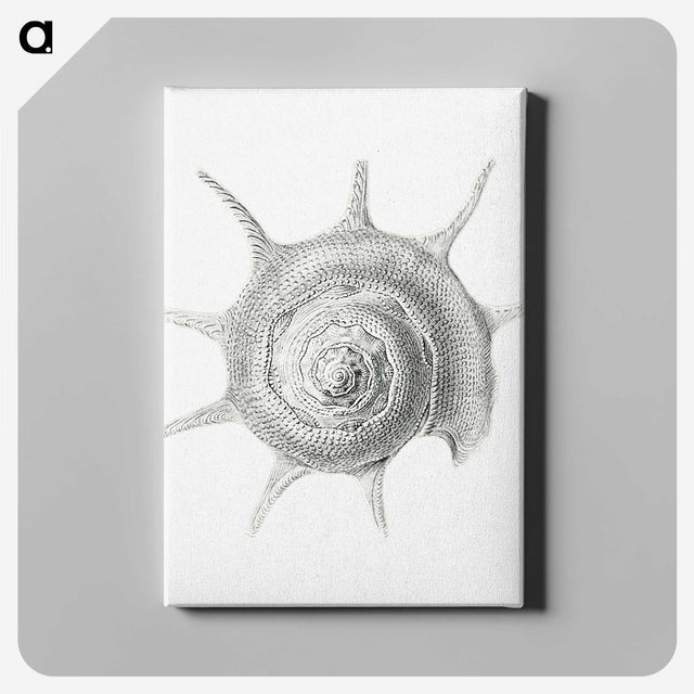 2-23_Ernst-Haeckel_canvas