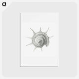 アートポストカード-Vintage aquatic snail illustration - エルンスト ヘッケル Postcard.