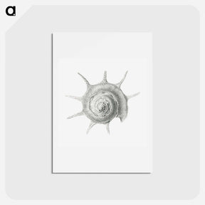 アートポストカード-Vintage aquatic snail illustration - エルンスト ヘッケル Postcard.