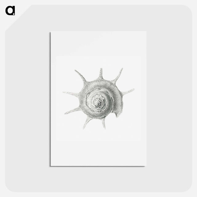 アートポストカード-Vintage aquatic snail illustration - エルンスト ヘッケル Postcard.