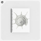 2-23_Ernst-Haeckel_memo