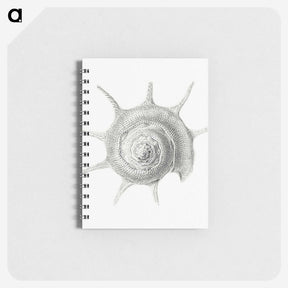 2-23_Ernst-Haeckel_memo