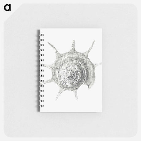 アートメモ帳-Vintage aquatic snail illustration - エルンスト ヘッケル Memo.