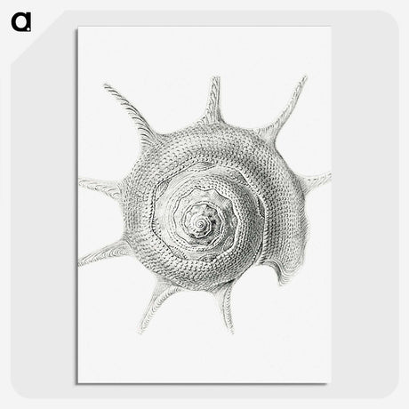 2-23_Ernst-Haeckel_picture-crop