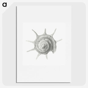 2-23_Ernst-Haeckel_picture