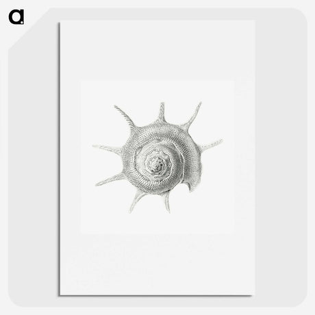 2-23_Ernst-Haeckel_picture