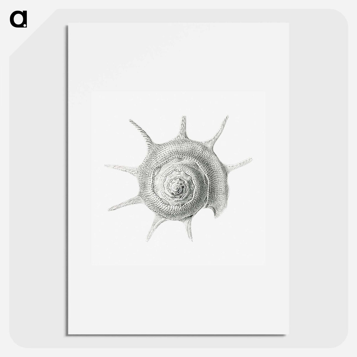 Vintage aquatic snail illustration - エルンスト ヘッケル Poster.
